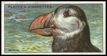 36 The Puffin